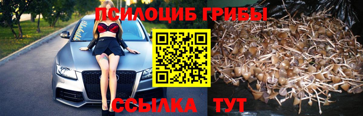 Псилоцибиновые грибы мицелий Елизово