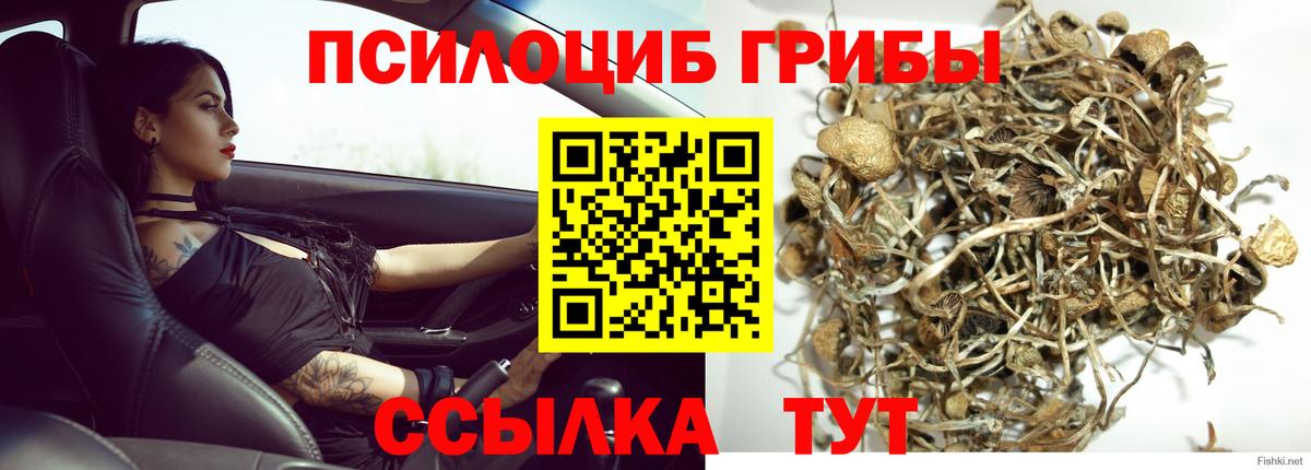 даркнет сайт  Псилоцибиновые грибы GOLDEN TEACHER  Вход с VPN  Елизово 